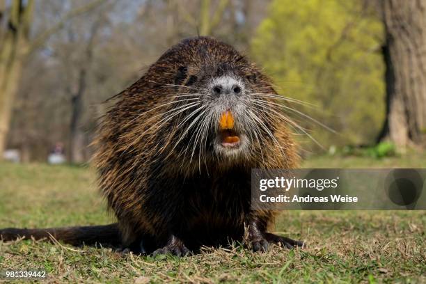 nutria - funny beaver stock pictures, royalty-free photos & images