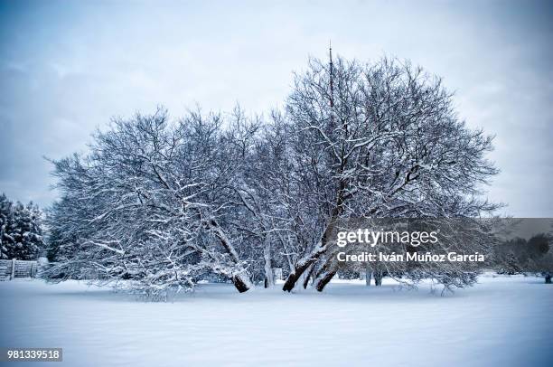 snowed tree - snowed in 個照片及圖片檔