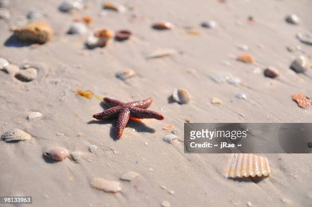 lucky star on the beach - siesta key stockfoto's en -beelden