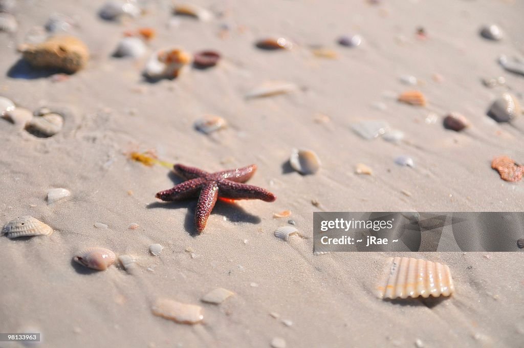 Lucky Star On The Beach