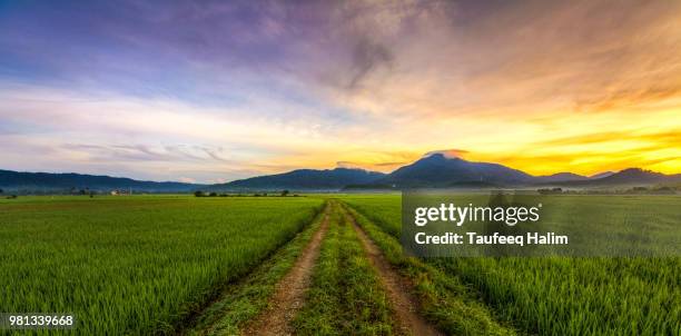 padi path - padi stock pictures, royalty-free photos & images