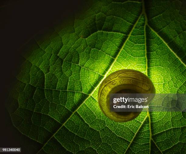 backlight snail - balcon stock pictures, royalty-free photos & images