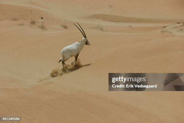 oryx - arabian oryx stock-fotos und bilder