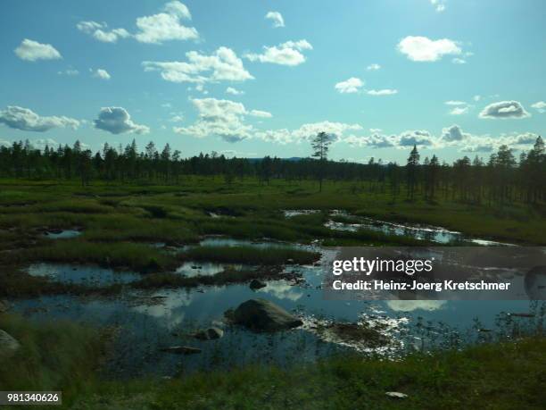 swedish swamp - sumpf - sumpf fotografías e imágenes de stock