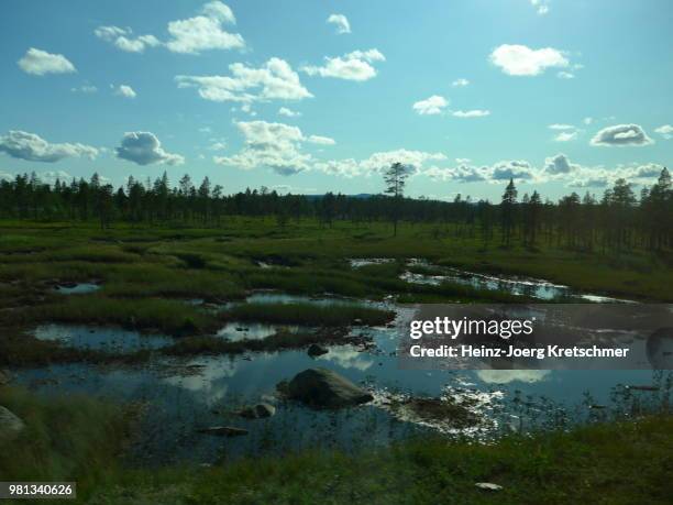 swedish swamp - sumpf - sumpf foto e immagini stock