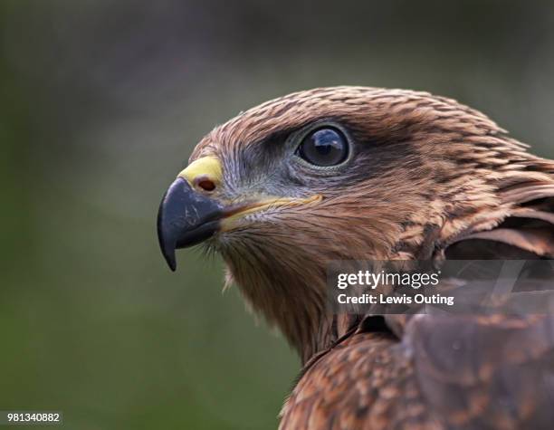 henry the harris hawk - lewis v hunt stock pictures, royalty-free photos & images