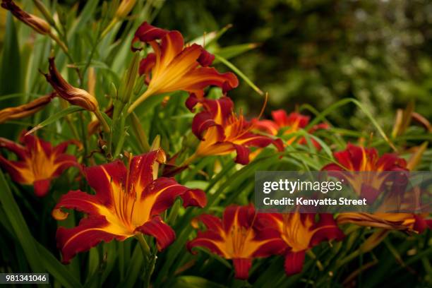 orange lillies - kenyatta stock pictures, royalty-free photos & images