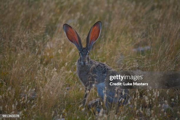 2,309 Jack Rabbit Stock Photos, High-Res Pictures, and Images - Getty ...