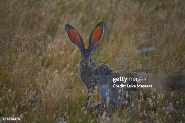 i hear you coming! - jackrabbit stock pictures, royalty-free photos & images