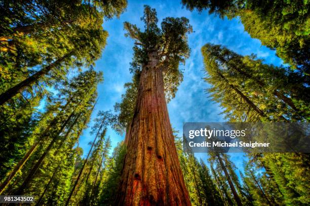 Mighty Apple Tree Mighty Tree Photos and Premium High Res Pictures - Getty Images