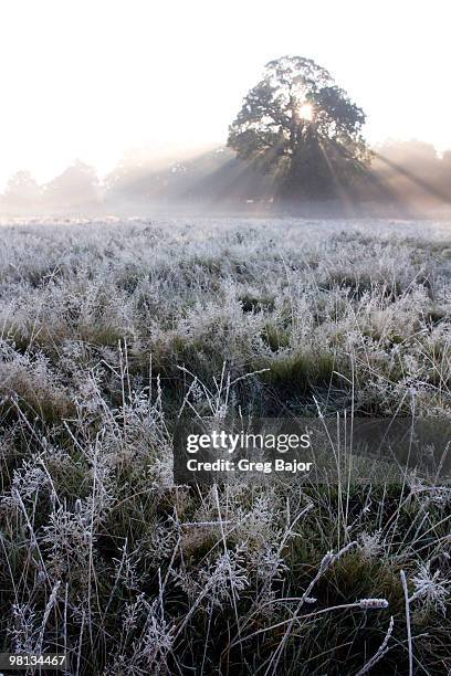 misty and frosty morning in the park - greg bajor stock-fotos und bilder