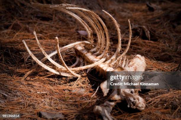 skeleton of deer in forest, oregon, usa - rib cage stock-fotos und bilder