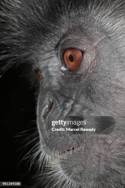 silvery lutung / silvered leaf monkey portrait - silvered leaf monkey stock pictures, royalty-free photos & images