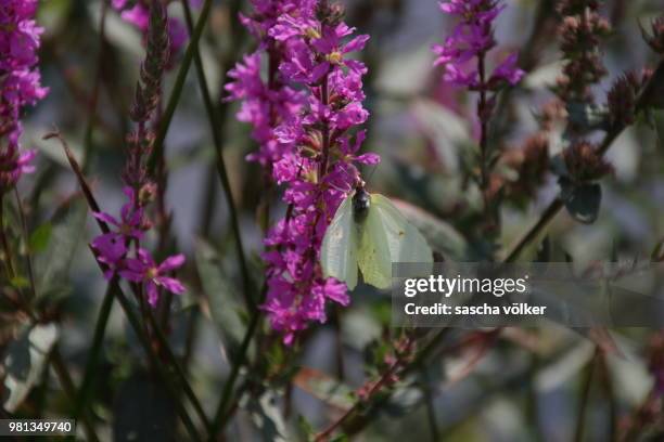 blume schmetterling - schmetterling stock pictures, royalty-free photos & images