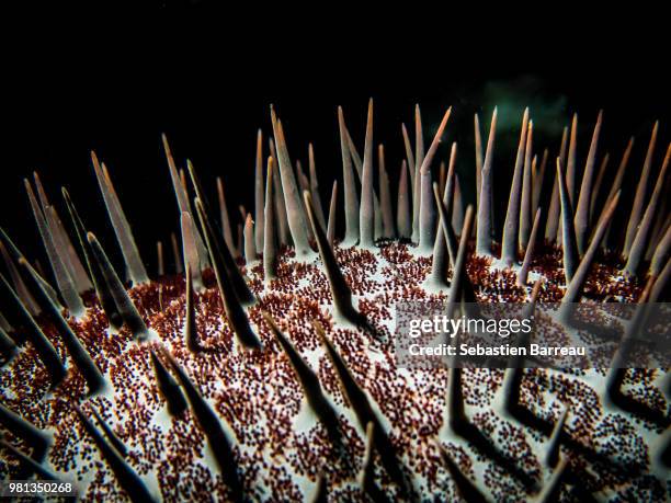 acanthaster planci - acanthaster planci stock-fotos und bilder