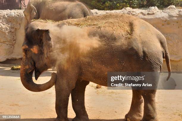 elefante - elefante stock pictures, royalty-free photos & images