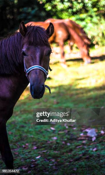 portrait of horse standing on grass - khullar stock pictures, royalty-free photos & images