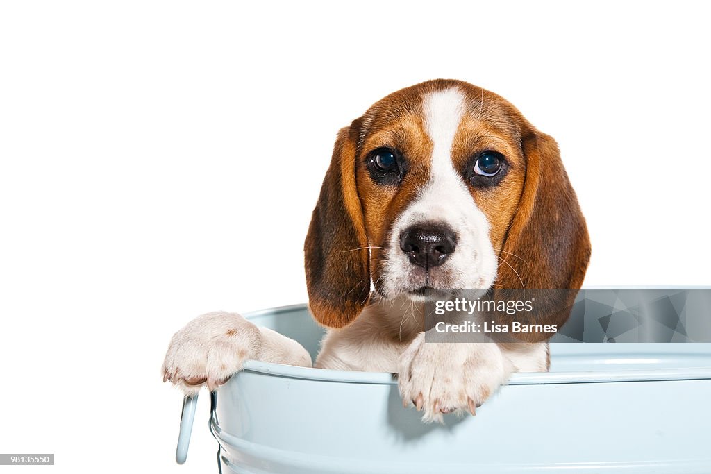 Beagle puppy in a tin bucket