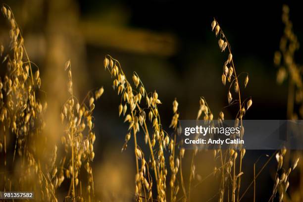 oat field at sunset, goytre, neath port talbot, wales, uk - neath stock pictures, royalty-free photos & images