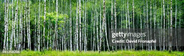 alders - birch forest ストックフォトと画像