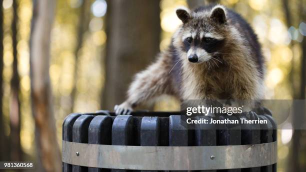 raccoon standing on trashcan in forest - bandit stock pictures, royalty-free photos & images