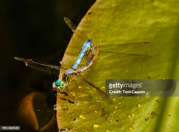 dragonflies mating - caputo 個照片及圖片檔