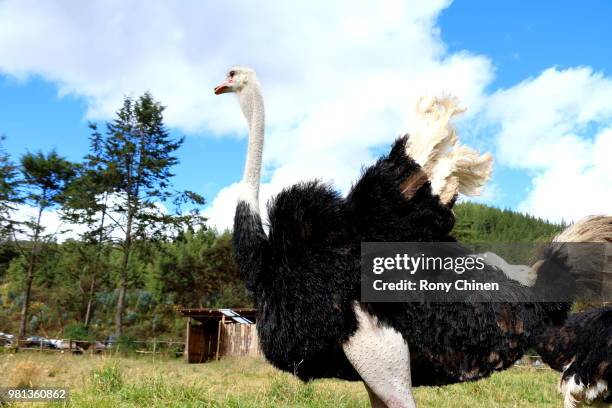 ostrich/avestruz - avestruz stock pictures, royalty-free photos & images