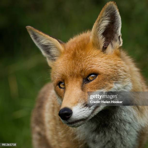 portrait of fox, british wildlife centre, surrey, england, uk - vuxen stock pictures, royalty-free photos & images