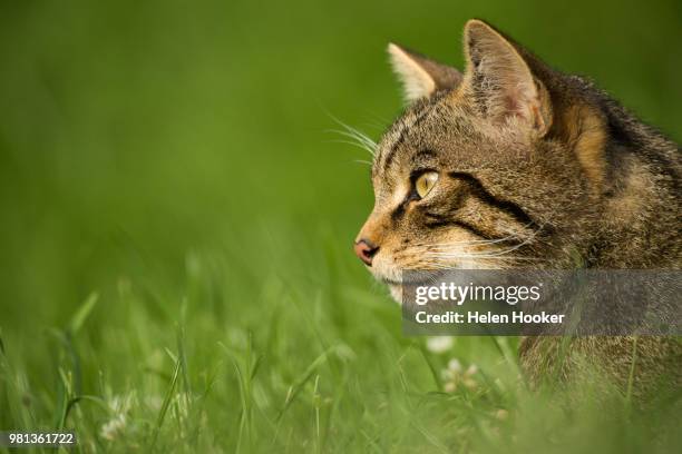 side view of scottish wildcat in grass, british wildlife centre, surrey, england, uk - wildkatzenart stock-fotos und bilder