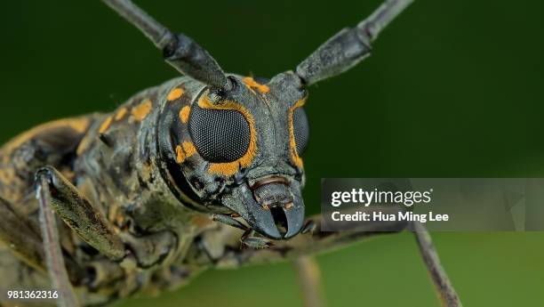 asian long-horned beetle - horned beetle bildbanksfoton och bilder