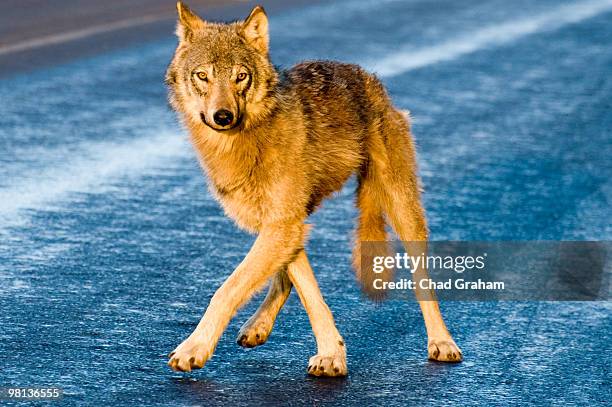 298 Dancing Wolves Stock Photos, High-Res Pictures, and Images - Getty ...