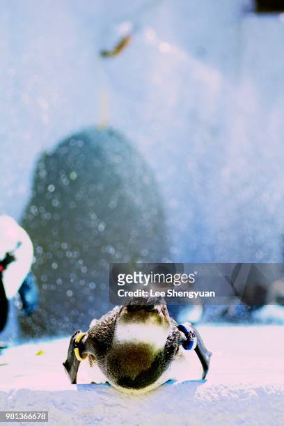 shower time!! - japan penguin stock pictures, royalty-free photos & images