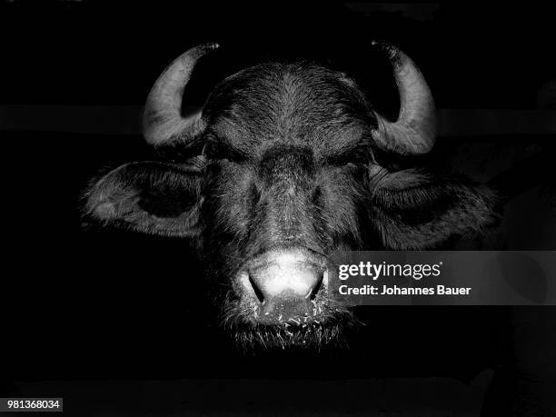 buffalo - the bulls stock pictures, royalty-free photos & images