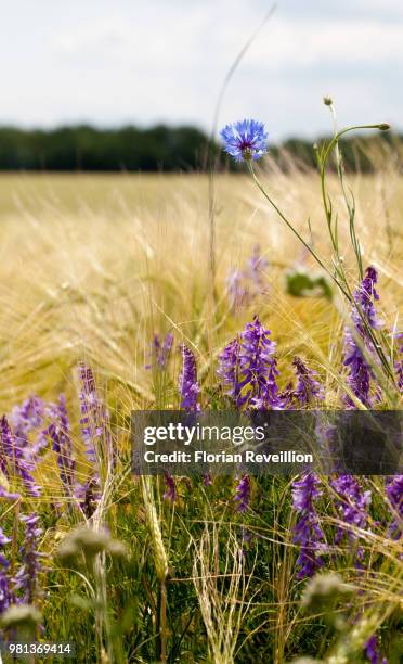 bordure fleurie - bordure stock-fotos und bilder