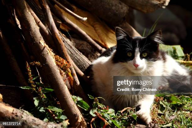 cat at home/el gato en su casa - en casa stock pictures, royalty-free photos & images