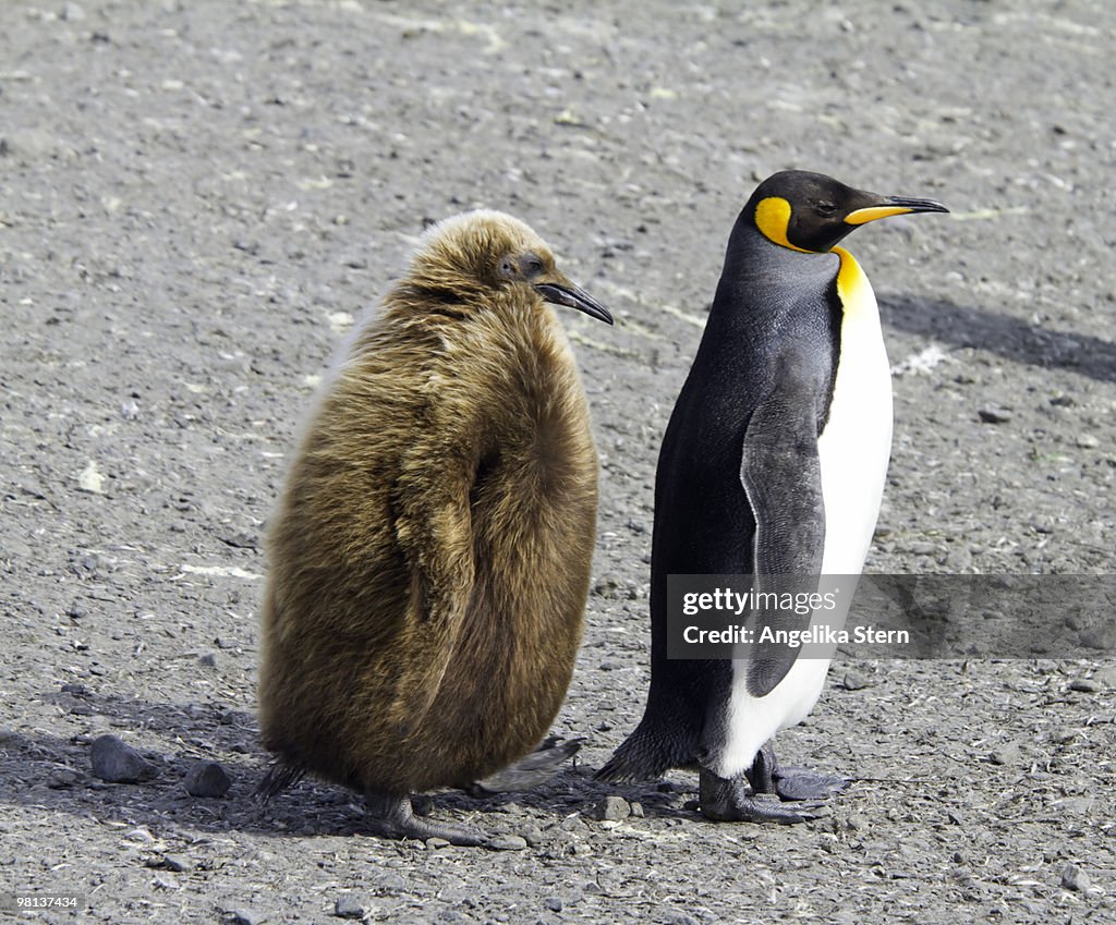 King Penguins, Salisbury Plain, South Georgia