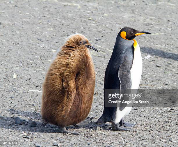 king penguins, salisbury plain, south georgia - königspinguin stock pictures, royalty-free photos & images