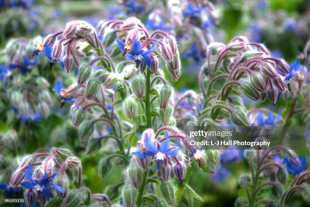Borage Flowers