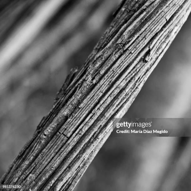 vegetal lines - vegetal stock pictures, royalty-free photos & images