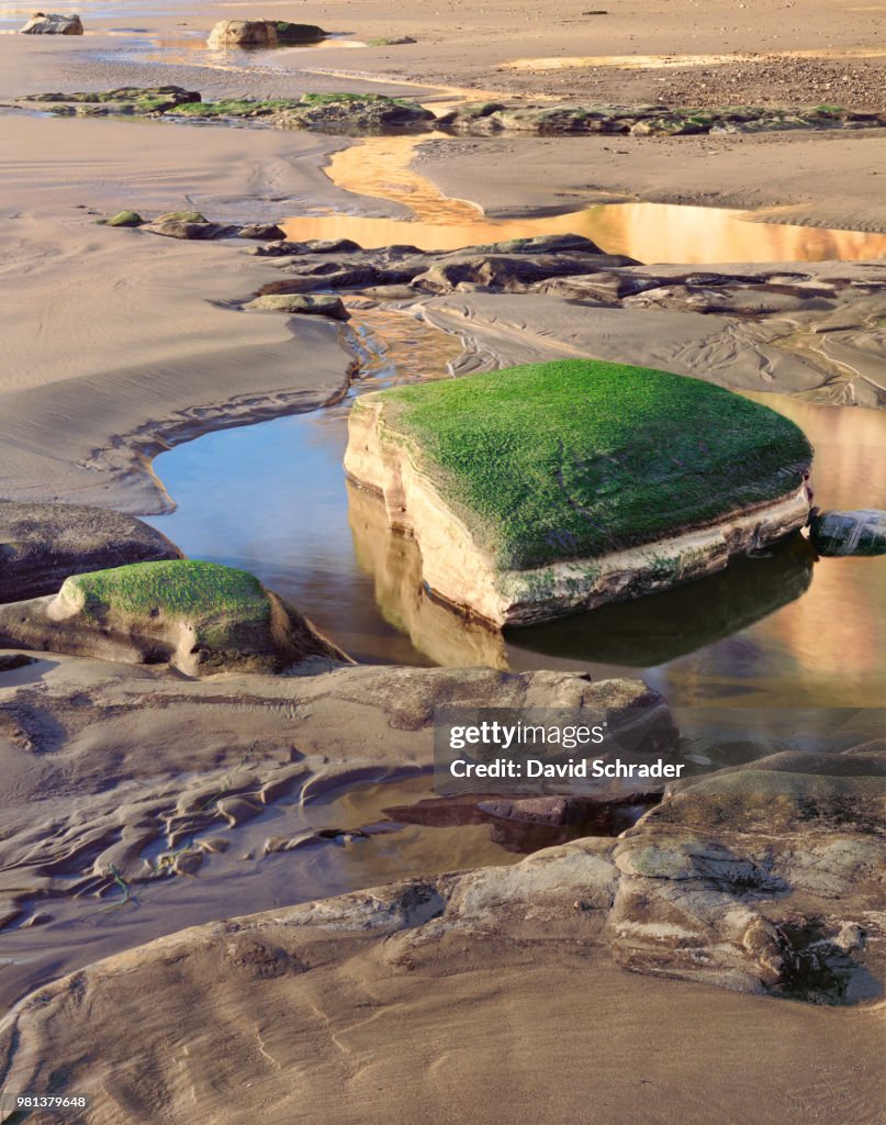 Moss on rock in sand, Santa Barbara, California, USA
