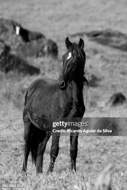 cavalo - cavalo stock-fotos und bilder