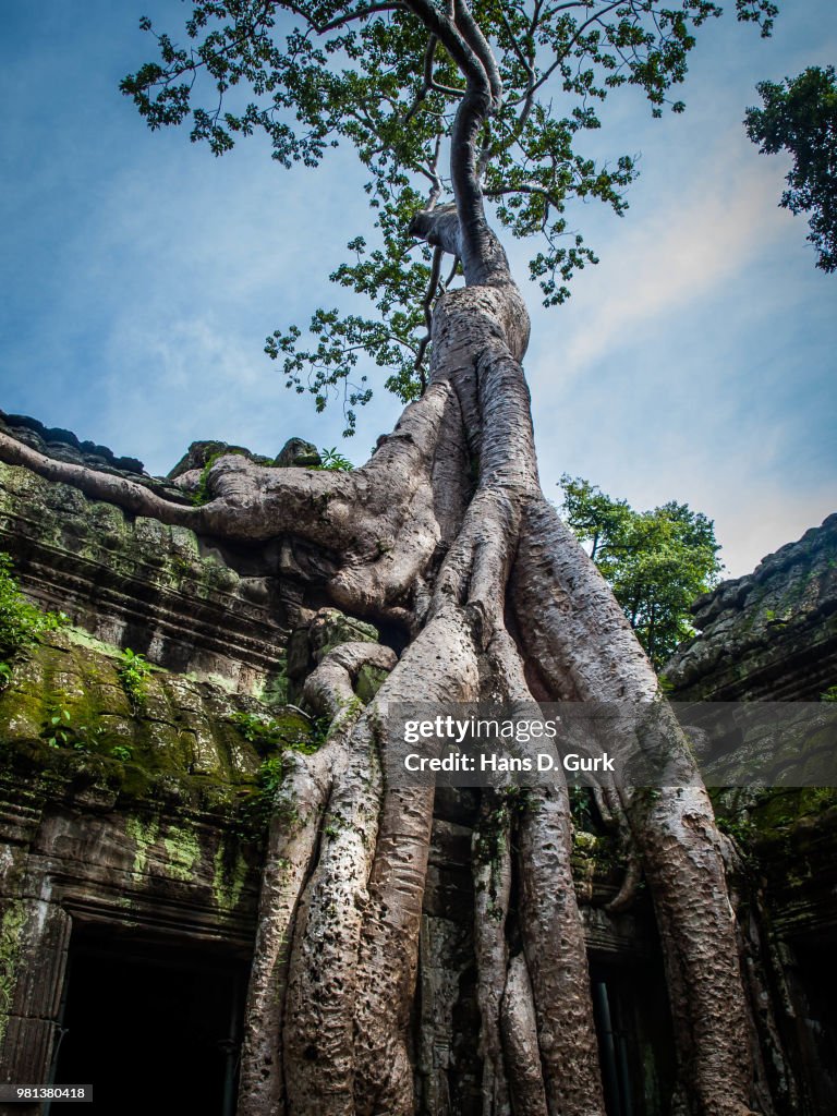Wat Tree Angkor Wat Tree Tree In Angkor Wat Temple. Siem Reap, The Kingdom Of