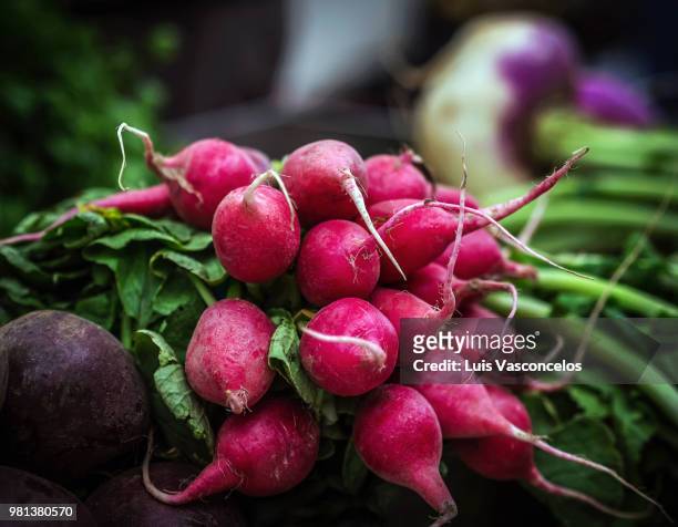radish on market stall - radijs stockfoto's en -beelden