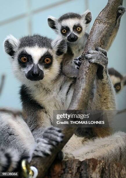 Two ring-tailed lemur babies sit on their mother's back at the zoo in Frankfurt/Main, western Germany on March 30, 2010. The babies were born at the...