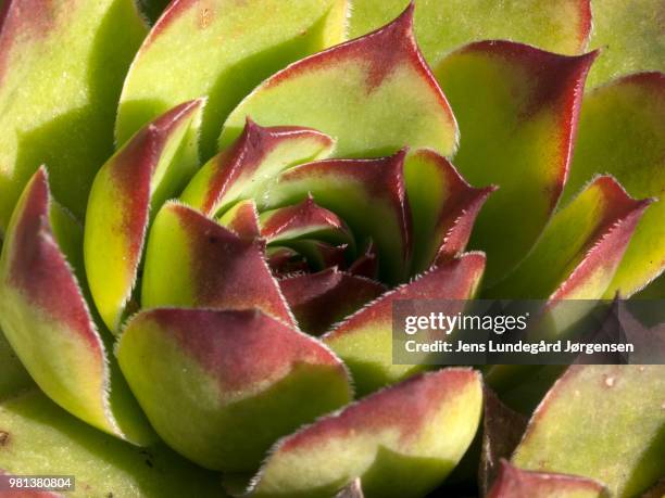 common houseleek - houseleek stock pictures, royalty-free photos & images