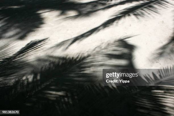 shadow of trees on sandy beach - mabul island stock pictures, royalty-free photos & images