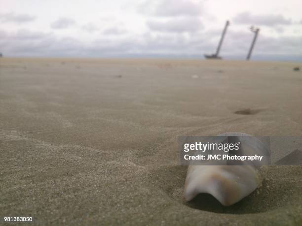 shell cassino beach - cassino stock-fotos und bilder