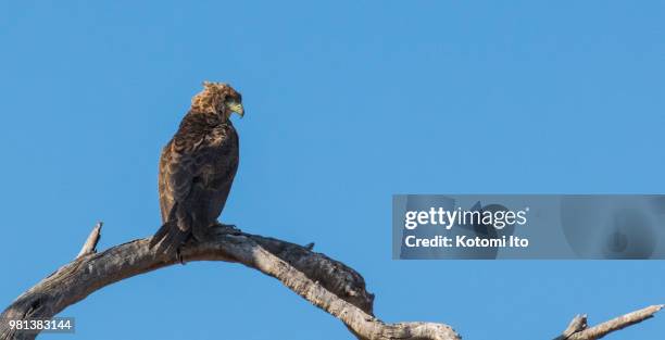 tawny eagle - tawny eagle stock pictures, royalty-free photos & images