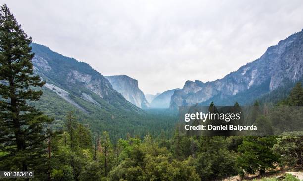 forest in valley, tunnel view, yosemite national park, california, usa - yosemite daniel stock-fotos und bilder