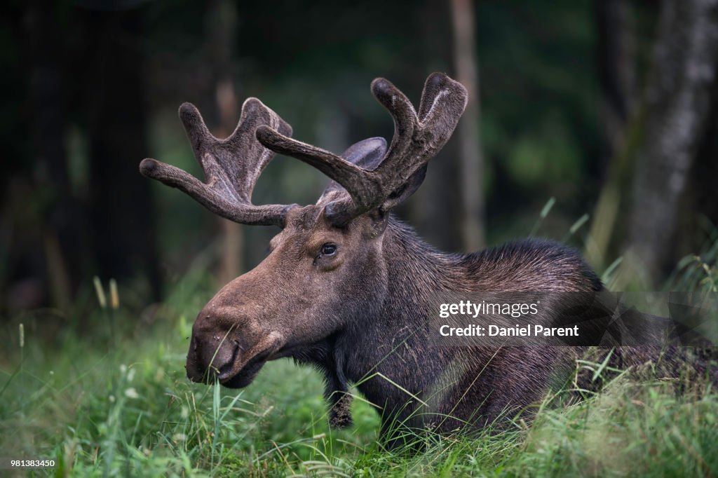 Moose lying down in grass
